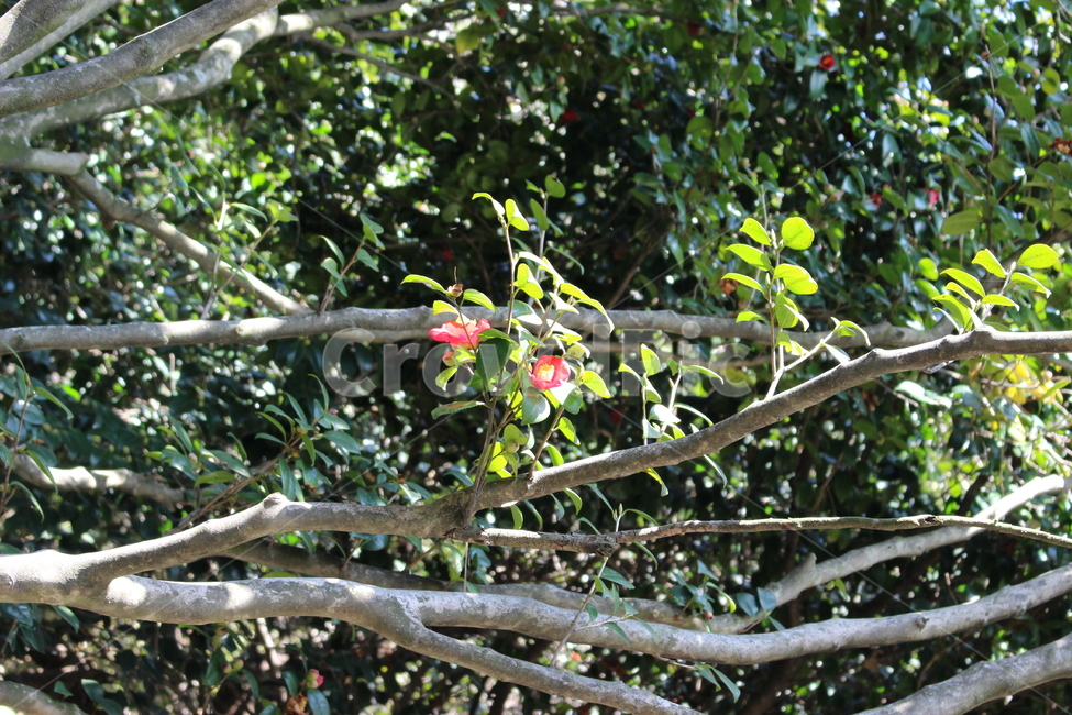 동백꽃,제주도,꽃,나무,빨간꽃,식물,자연,plants,nature,꽃,flower