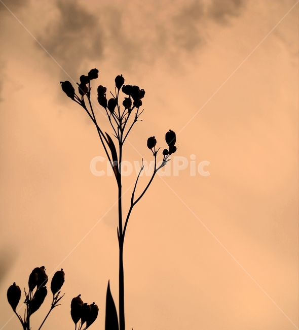 꽃,우뚝,감성,쓸쓸함,고독,식물,자연,plants,nature,꽃,flower
