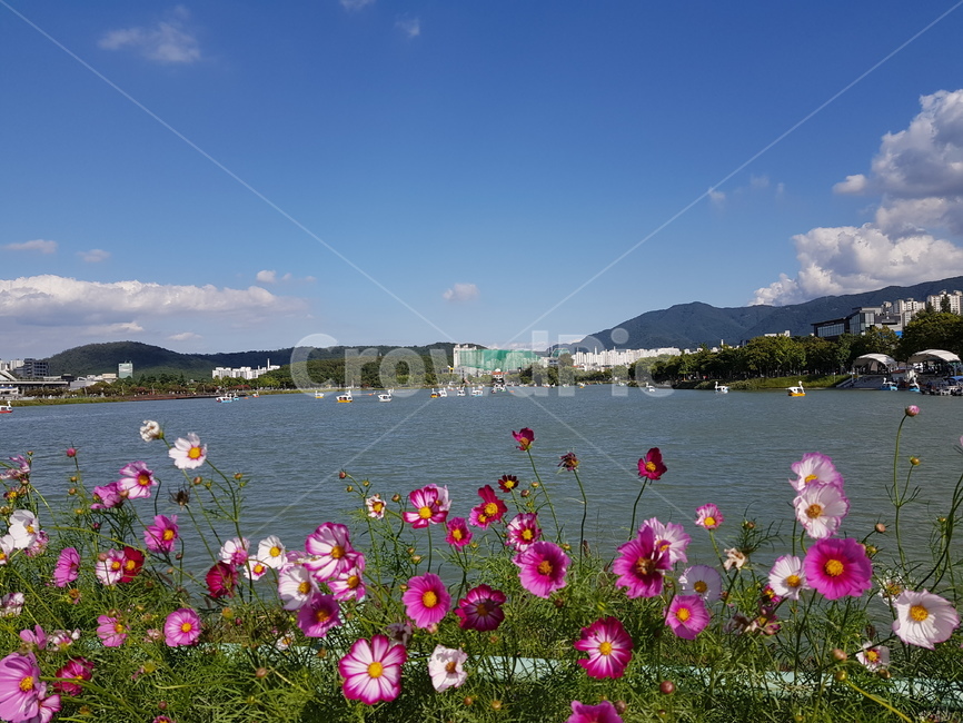 호수,코스모스,가을,꽃,호수공원,수성못,자연,풍경,nature,landscape