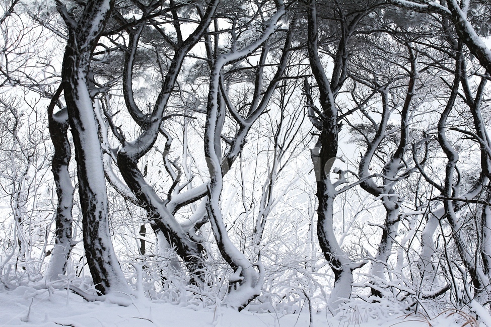 풍경,겨울,경치,한국자연풍경,모악산,설경,소나무,눈