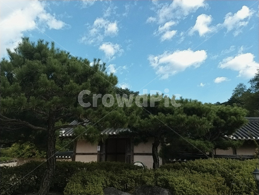 하늘,식물,tree,나무,구과식물,conifer,구름,한국전통,전통,선비촌,sky,기와,기와집