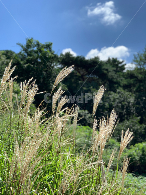 plant,식물,grass,잔디,초목,갈대,갈대숲,가을,가을하늘,청량함,따뜻함,시골,산,분위기