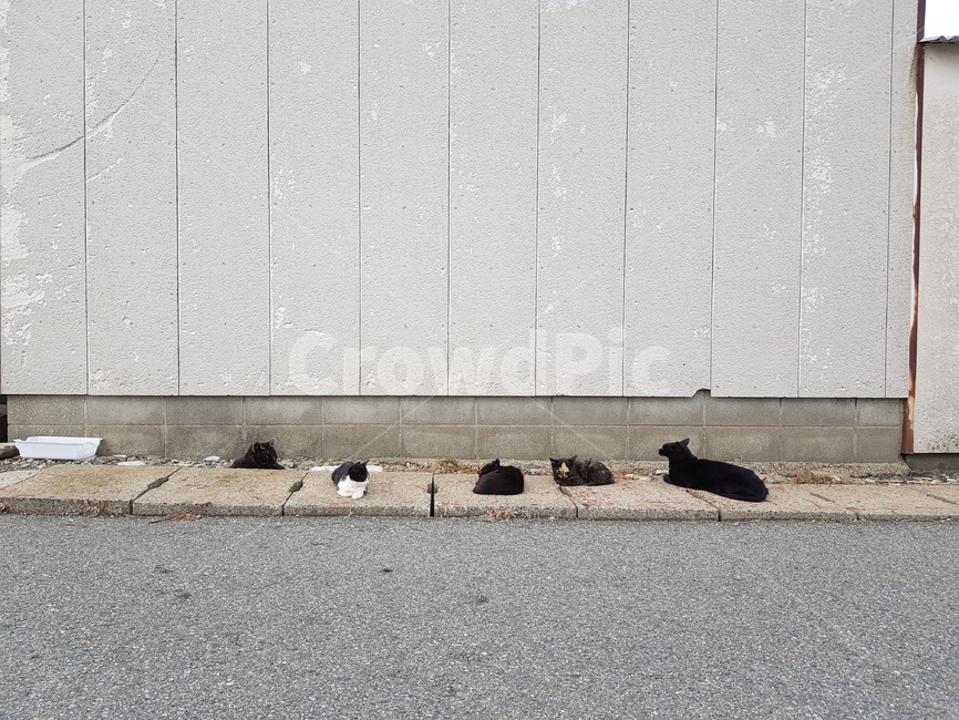 고양이,검은고양이,5마리,cat,animal,냐옹이,동물,animal,포유류,mammal,고양이,cat,kitten,kitty