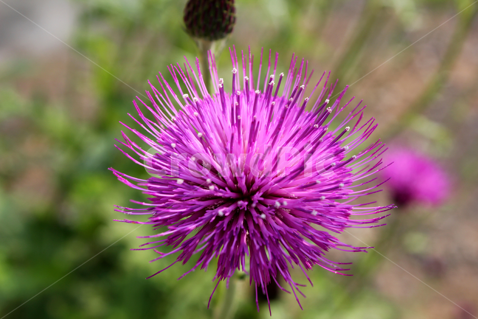 closeup,colorful,flower,garden,green,macro,natural,nature,pink,plant,purple,singleflower,spined japanese thistle,thistle,violet,엉겅퀴,클로즈업,꽃,생화,식물,그린,녹색,정원,공원,핑크,분홍색,퍼플,보라색,꽃송이,한송이,자연,자주색,식물,자연,plants,nature,꽃,flower
