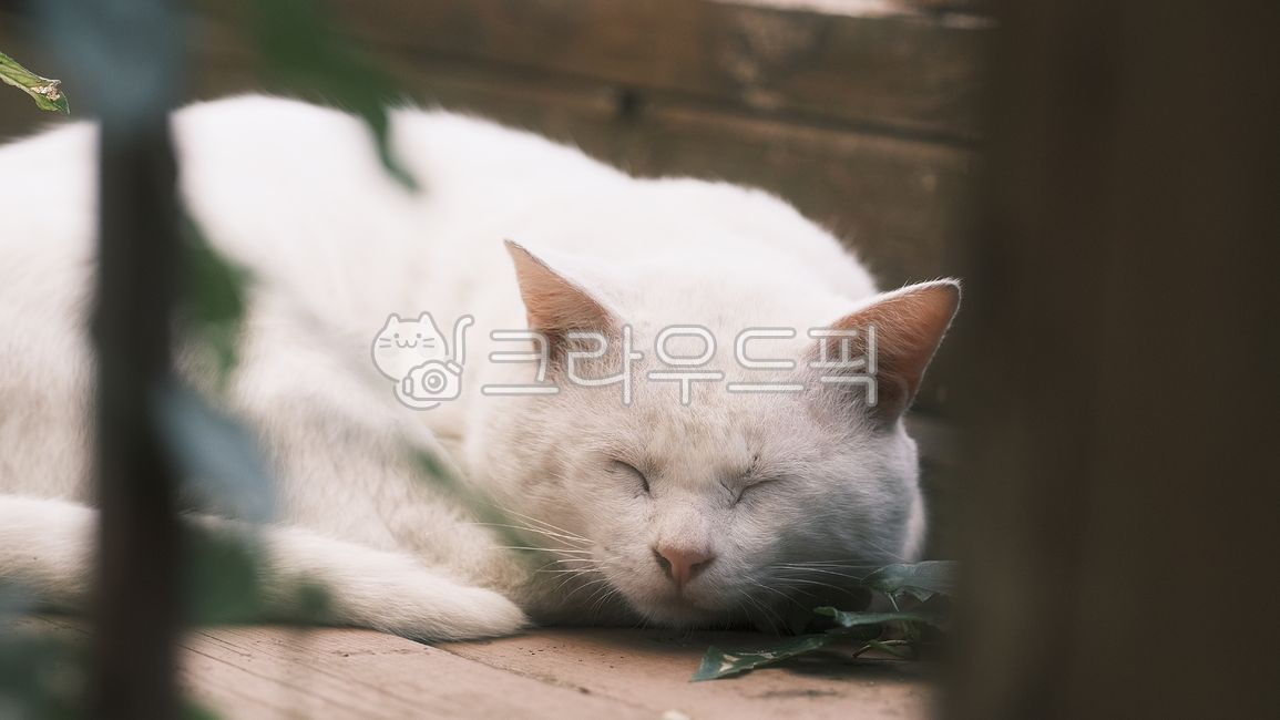 Odd Eye,jelly cat,alleycat,cute cat,cute,cat paws,stray cat,mammal,white cat,cat,oddeye,streetcat,animal,dad cat,mammalia,whitecat