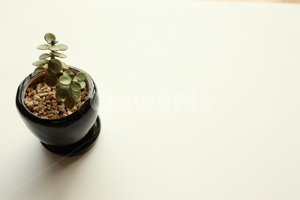 다육식물,인테리어,화분,식물,공기정화,도기류,plant,pottedplant,식물,자연,plants,nature,실내용화초,화분,화초,house plant