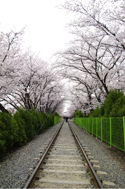 진해,기차길,벚꽃,나무,꽃,봄,식물,flower,plant,봄,계절,spring,season,blossom