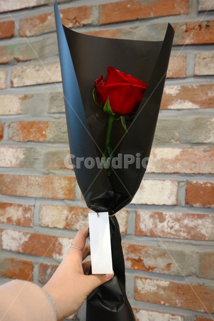 장미,고백,꽃,한송이,벽돌,손,rose,flower