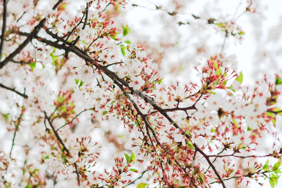 벚꽃,꽃,봄,봄꽃,벚꽃들,식물,자연,plants,nature,꽃,flower