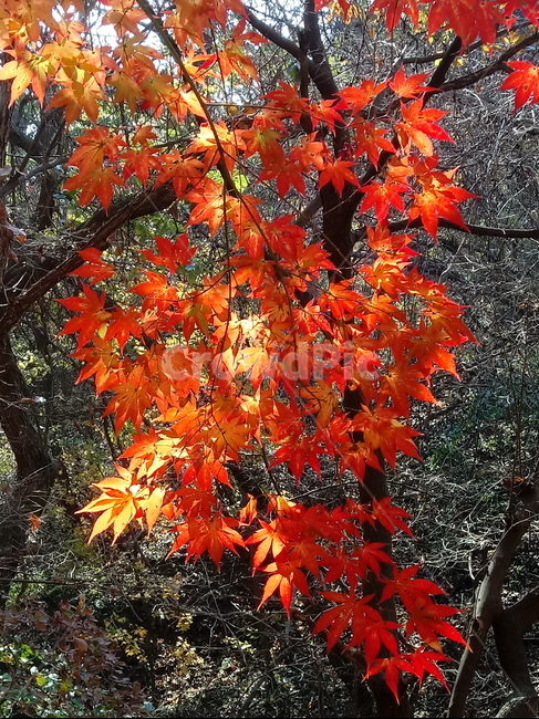 낙엽,단풍,落葉,leaves,나뭇잎,단풍나무,식물,maple,낙엽활엽관목,잎,계절,가을,자연,풍경,outdoors,옥외,fallautumnseason,naturelandscape,풍경사진,가을,계절,fall,autumn,season,leaf,plant,tree,나무