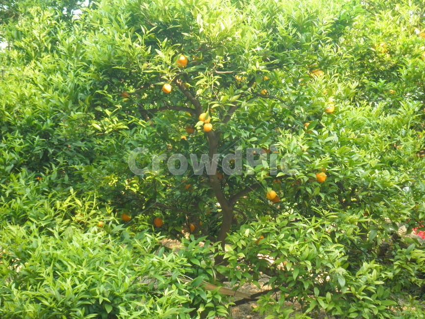 귤나무,귤,여름,제주도,나무,식물,자연,plants,nature,나무,trees,wood