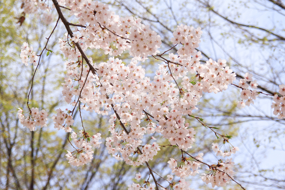봄,벚꽃,계절,나들이,봄꽃,식물,자연,배경,flower,nature,spring,blossom,꽃,plant,하늘