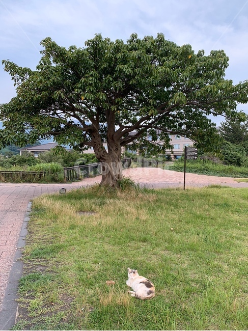 나무,식물,고양이,길고양이,여유,식물,자연,plants,nature,나무,trees,wood,동물,animal,포유류,mammal,고양이,cat,kitten,kitty