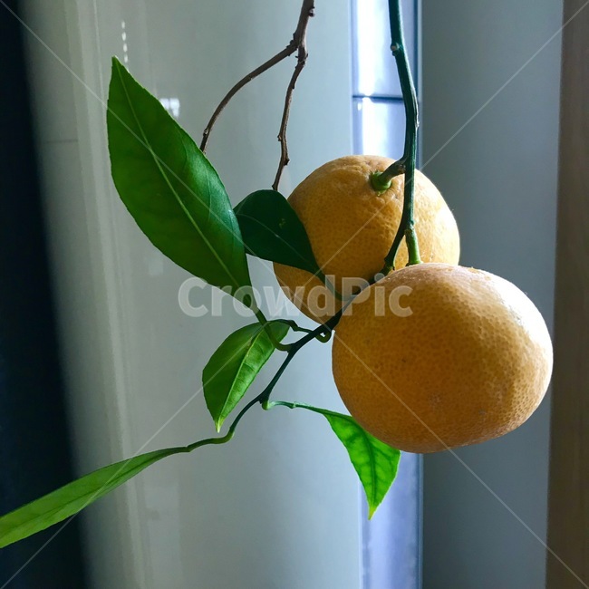 orange,과일,귤,주황색,citrusfruit,식물,감귤