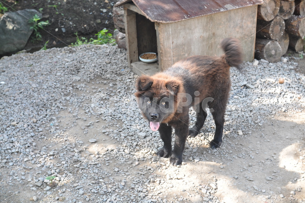강아지,개,차우차우,dog,동물,반려견,animal,pup,반려동물,애완동물,개집,동물,animal,포유류,mammal,개,강아지,dog,doggy