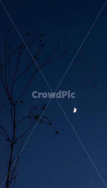 달,moon,저녁하늘,나뭇가지,감성사진,감성,파랑,쓸쓸함,외로움,빛,가을,가을저녁,차가움,풍경,11월,자연,풍경,nature,landscape,야경,밤,nightscape,night,outdoors,옥외