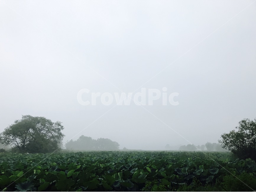 새벽,안개,물안개,숲,늪,자연,아침,자연풍경,봄,자연,풍경,nature,landscape,outdoors,옥외,weather,날씨