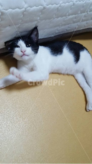 고양이,애완동물,반려동물,코숏,터키쉬앙고라,오드아이,동물,animal,포유류,mammal,고양이,cat,kitten,kitty