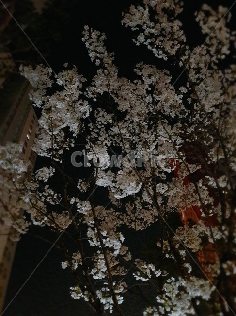plant,식물,flower,꽃,blossom,벚꽃,밤,야경,팝콘