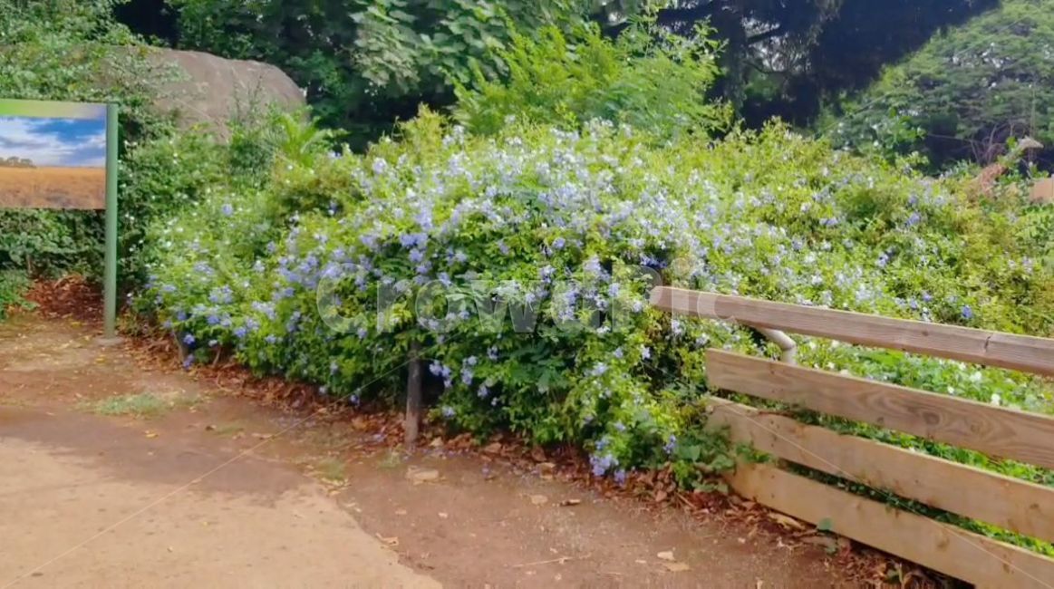 bush,부시,vegetation,초목,human,자연,nature,돌,나무,열대우림,열대