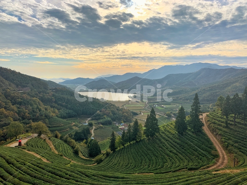 nature,자연,outdoors,plant,식물,tree,나무,보성,녹차,파노라마,자연,풍경,nature,landscape