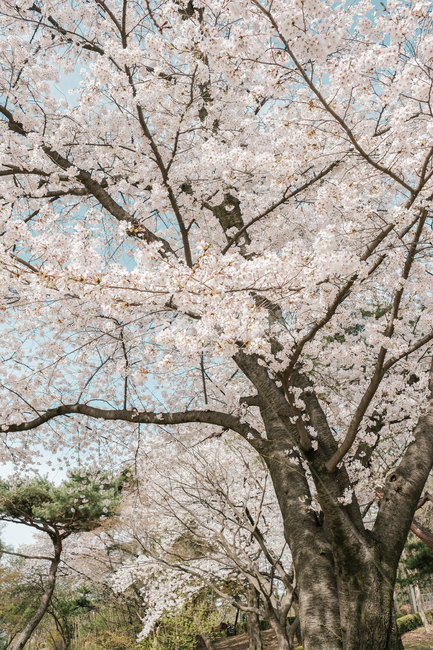 벚꽃,벚꽃나무,자연,봄,계절