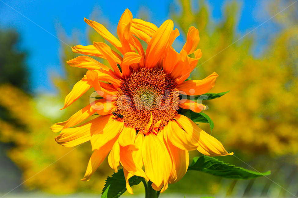 plant,해바라기,flower,식물,꽃,여름,계절,summer,season,식물,자연,plants,nature,꽃,flower