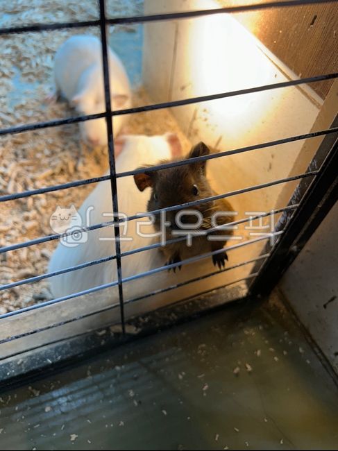 guinea pig,animal,baby animal,guineapig