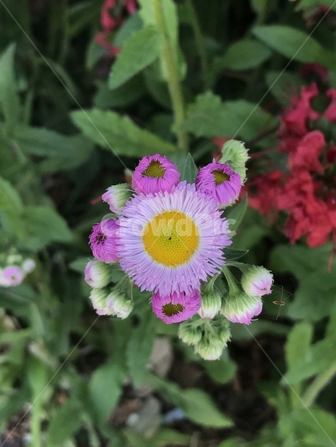 봄망초,대구망초,춘망초,국화과,개망초속,두해살이풀,우산모양꽃,열매식물,야생화,들풀,식물,꽃,Flower,식물,자연,plants,nature,꽃,flower
