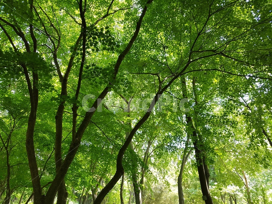 숲,tree,나무,nature,자연,식물,삼림지,초록,여름,자연,풍경,nature,landscape,나무,trees,wood,vegetation,초목,plant,forest,woodland,outdoors,옥외,land,땅,grove,작은 숲