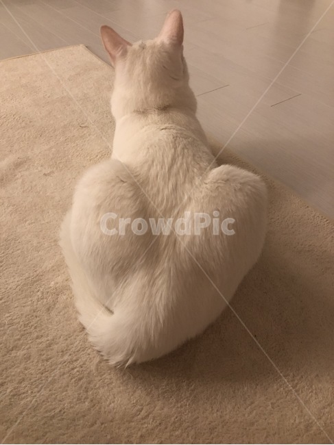고양이,고양이하트,고양이엉덩이,고양이뒷모습,고양이뒤