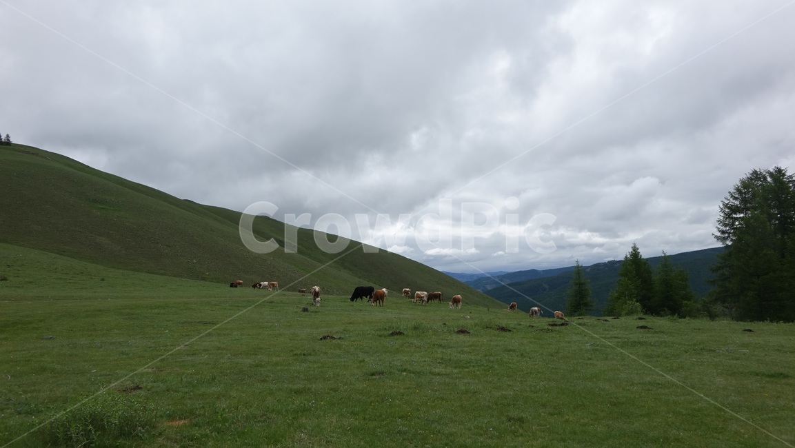 자연,grass,green,초록,nature,cow,flock,몽골,초원