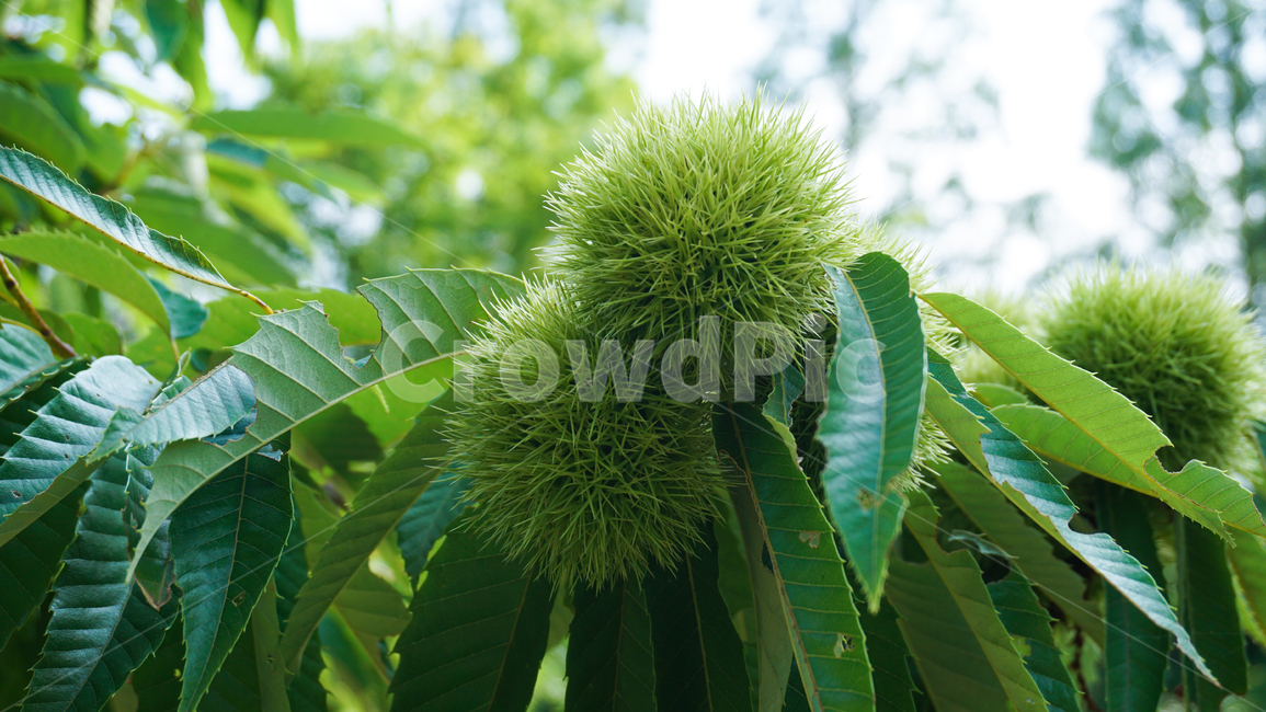 밤,밤송이,가을,자연,나무,밤나무,chestnut,chestnutbur,fall,autumn,nature,trees,tree,식물,자연,plants,nature,과일,열매,fruit