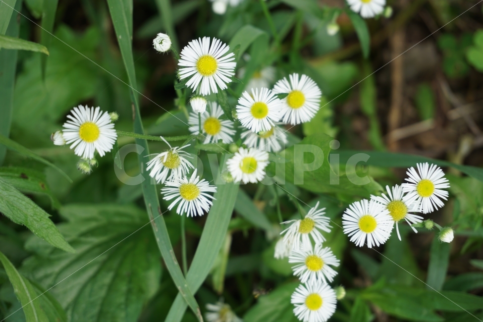 계란꽃,개망초,꽃,야생화,들꽃,식물,시골,식물,자연,plants,nature,꽃,flower