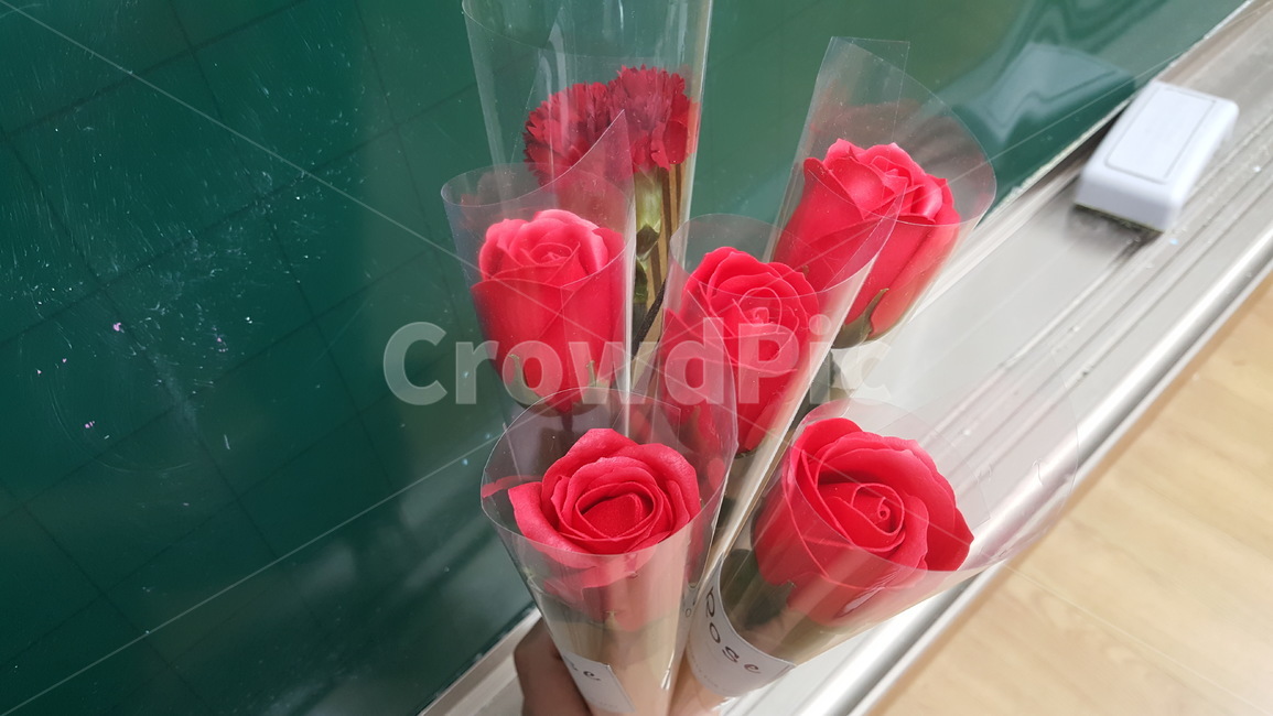꽃,카네이션,식물,축하,기념일