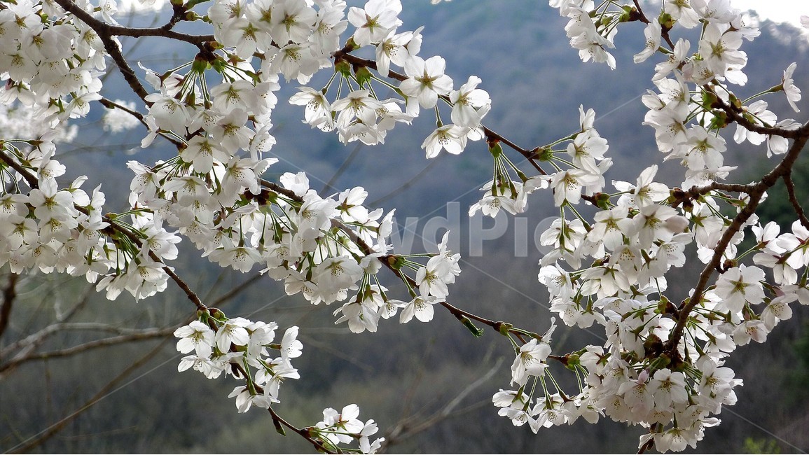 식물,자연,봄,정원,벗꽃,아름다움,식물,자연,plants,nature,꽃,flower