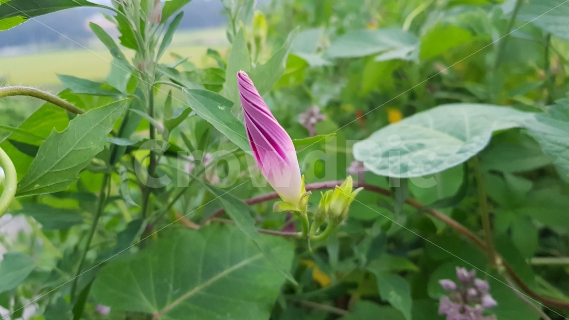 나팔꽃,모닝글로리,가을꽃,들꽃,MorningGlory,식물,자연,plants,nature,꽃,flower