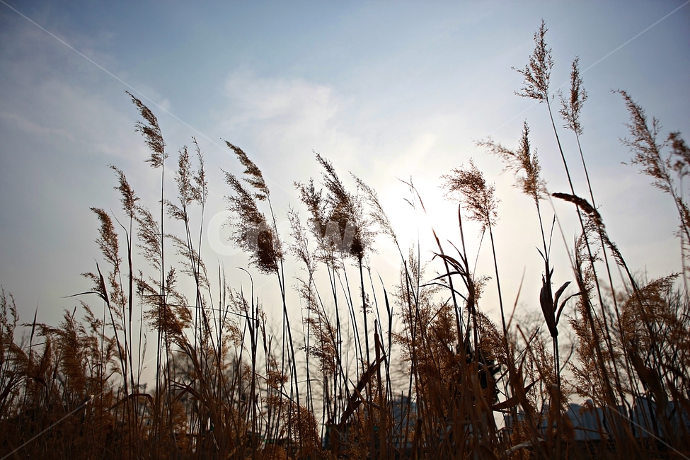갈대,식물,자연,풍경,배경,풍광,하늘,가을,계절,fall,autumn,season,자연,풍경,nature,landscape,grass,잔디,plant,lawn,reed