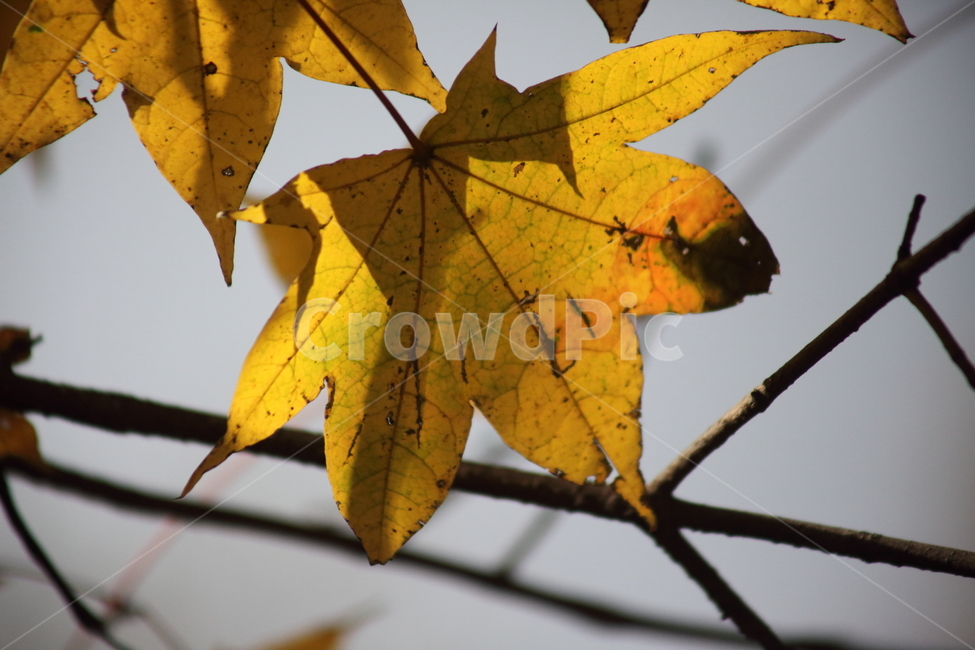 단풍,잎,가을,redleaves,leaf,가을,계절,fall,autumn,season