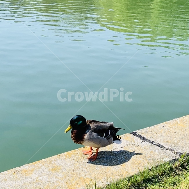 동물,animal,bird,새,조류,동물,animal,조류,새,birds