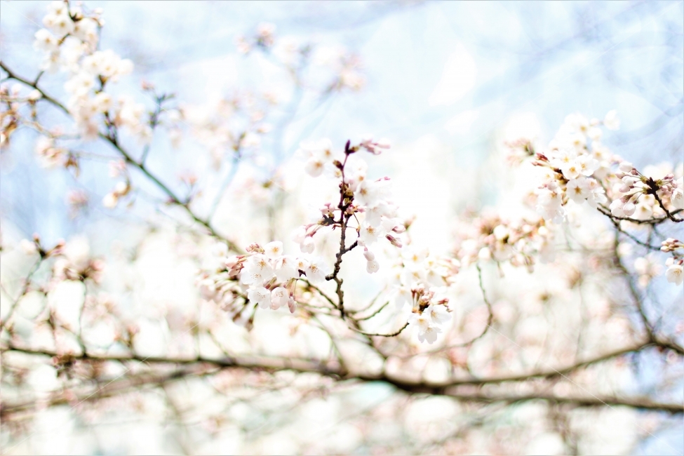 봄,벚꽃,사랑,풍경,꽃,봄,계절,spring,season,식물,자연,plants,nature,꽃,flower,감성,sensible,feeling,plant,blossom