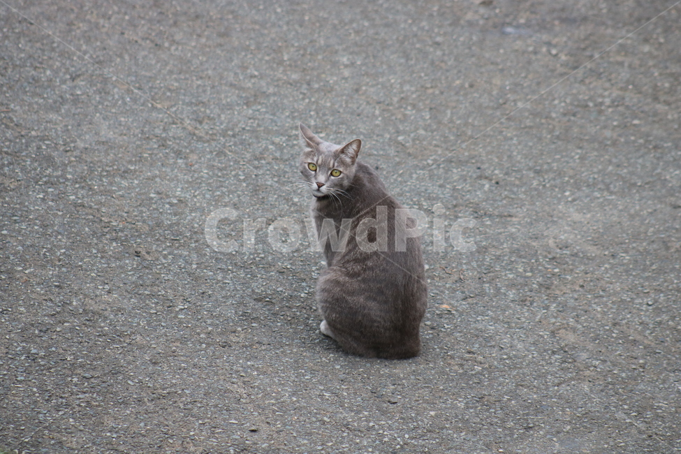 고양이,길고양이,반려,아스팔트,동물,동물,animal,포유류,mammal,고양이,cat,kitten,kitty