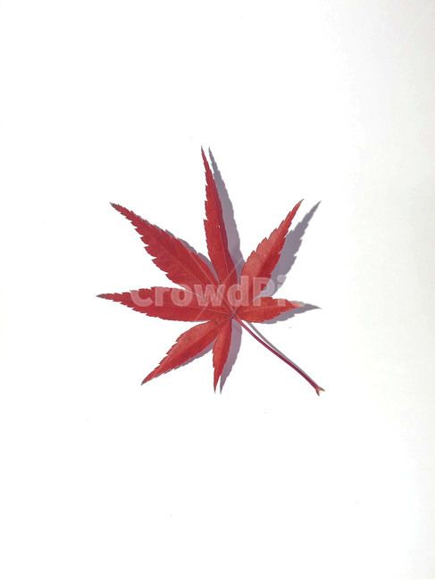 단풍잎,나뭇잎,가을,잎,낙엽,식물,autumn,leaf,leaves,maple,fall,plant,계절,season,가을,계절,fall,autumn,season,식물,자연,plants,nature