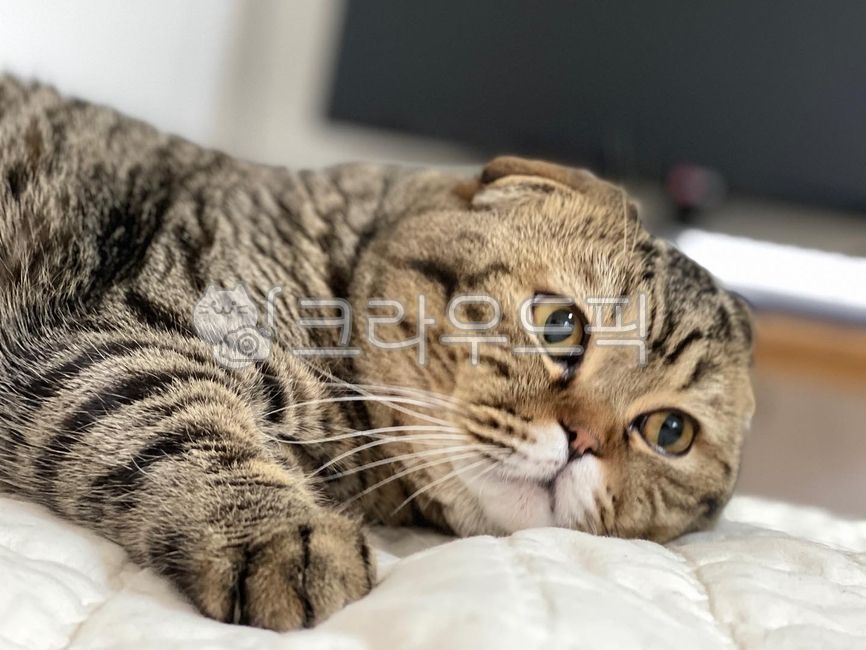 고양이,스코티쉬폴드,뚱냥이,웃긴고양이,재밌는고양이,재밌는,웃긴,코믹,cat,scotishfold,funnycat,fatcat