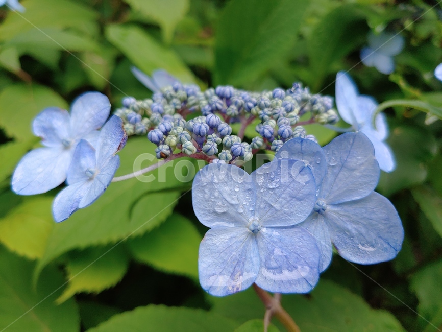 산수국,야생화,들꽃,파랑,이슬,green,woods,plant,식물,자연,nature,환경,environment,신선한,fresh,flower