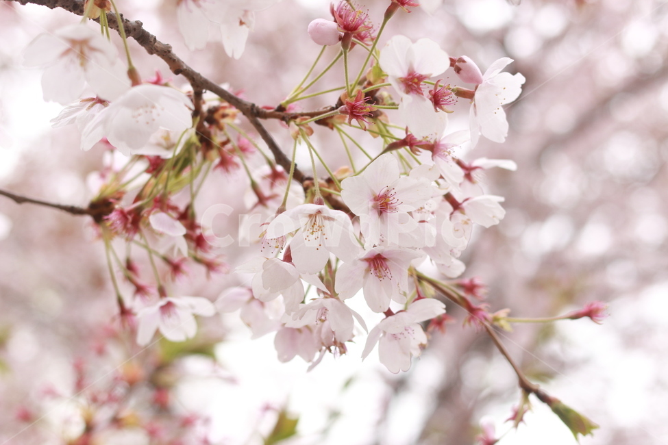 plant,식물,꽃,blossom,flower,벚꽃,봄