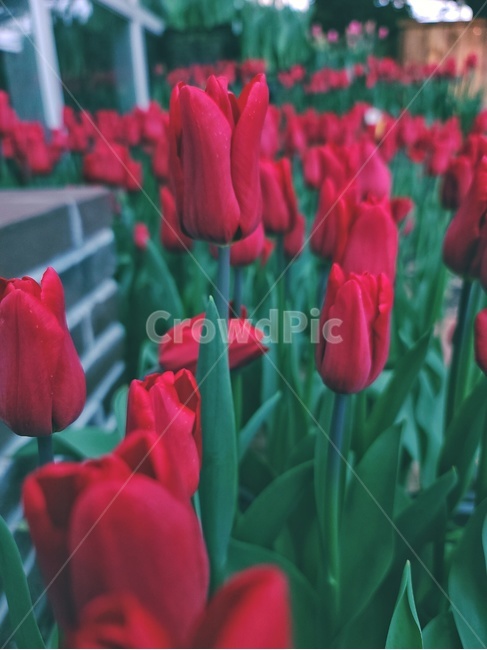 plant,식물,blossom,flower,꽃,tulip,튤립