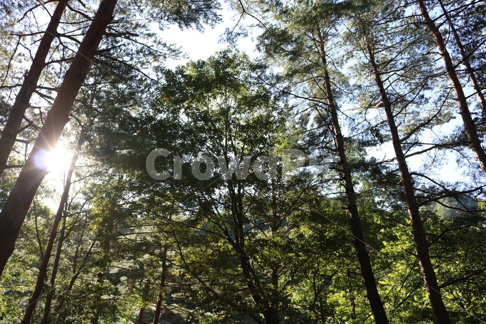 산,나무,초록,자연,하늘,구름,흰색,식물,해,햇빛,태양,여름,mountain,yama,tree,ki,green,midori,nature,sky,sora,cloud,kumo,white,shiro,plants,shokubutsu,sun,taiyou,sunlight,hizashi,summer,natsu,자연,풍경,nature,landscape,식물,plants,나무,trees,wood,휴식,힐링,rest,relaxation,healing,plant,tree trunk,나무 줄기