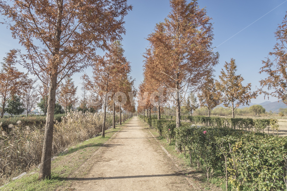 부산,화명생태공원,공원,풍경,산책로,나무,단풍,하늘,자연,가을,busan,park,view,landscape,walk,tree,wood,fall,sky,nature,beautiful,가을,계절,fall,autumn,season,자연,풍경,nature,landscape,한국자연풍경,한국자연경관,korea nature landscape,plant,식물