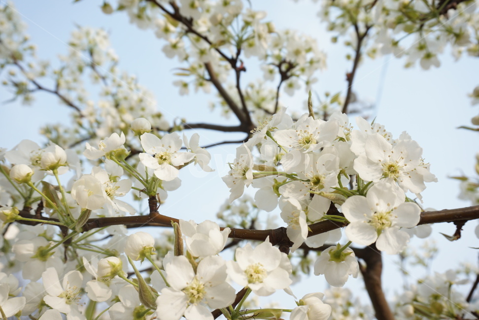 벚꽃,사쿠라,봄꽃,봄,spring,cherryblossom,핑크벚꽃,분홍벚꽃,계절,season,자연,plants,nature,꽃,flower,감성,sensible,feeling,plant,blossom,꽃놀이,벚꽃나무,벚나무,하얀벚꽃,흰벚꽃,식물
